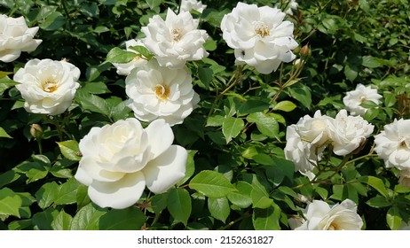White musk roses. White roses background.