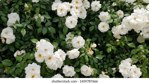 White Musk Roses In Green Foliage