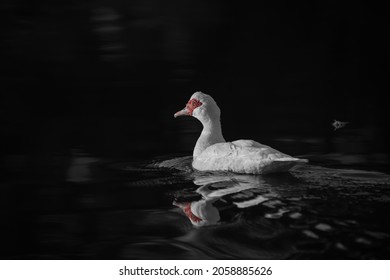 A white musky duck swimming in the pond at night - Shutterstock ID 2058885626