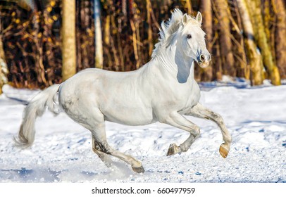 White Mustang Horse Running Like Wild Animals