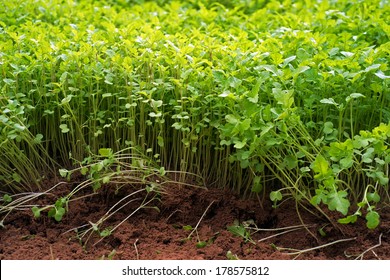 White Mustard Seeds. Green Manure