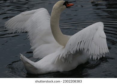 White mute swan cygnus on the water with open wings