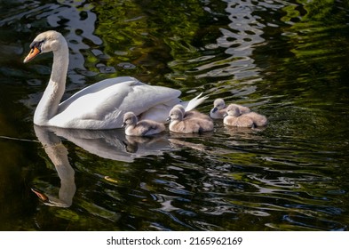 White mute swan glides along water with her five young cygnet chicks. Dark water of canal with ripples and reflection. Cute fluffy baby swans "Cygnus olor". Grand Canal, Dublin, Ireland