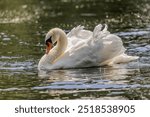 A white mute swan with an orange beak are swimming on the water surface of a river