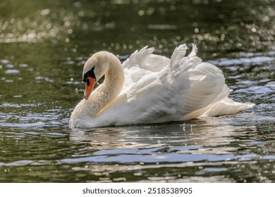 A white mute swan with an orange beak are swimming on the water surface of a river