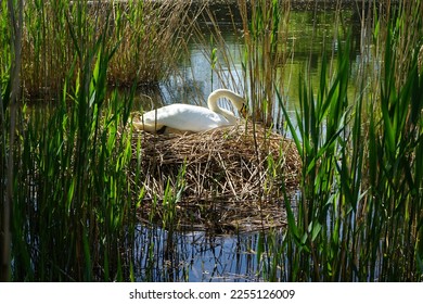 White mute swan sitting on nest in the thickets of Lake Wuhlesee in May. The mute swan, Cygnus olor, is a species of swan and a member of the waterfowl family Anatidae. Berlin, Germany - Shutterstock ID 2255126009