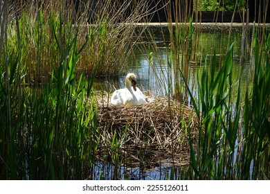 White mute swan sitting on nest in the thickets of Lake Wuhlesee in May. The mute swan, Cygnus olor, is a species of swan and a member of the waterfowl family Anatidae. Berlin, Germany - Shutterstock ID 2255126011