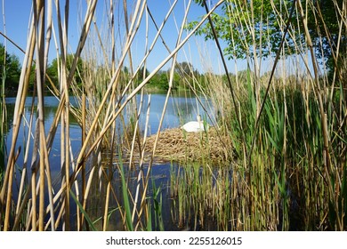 White mute swan sitting on nest in the thickets of Lake Wuhlesee in May. The mute swan, Cygnus olor, is a species of swan and a member of the waterfowl family Anatidae. Berlin, Germany - Shutterstock ID 2255126015