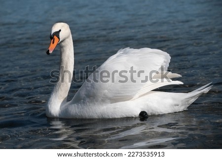 A white mute swan swims on a calm body of water. The water is blue. The swan has slightly raised its wings.