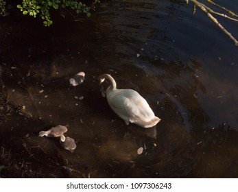 White Mute Swan With Three Grey Cygnets Down Below Water Surface Spring; Essex; England; Uk