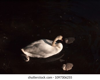 White Mute Swan With Three Grey Cygnets Down Below Water Surface Spring; Essex; England; Uk