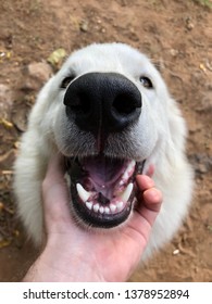 white muzzle dog