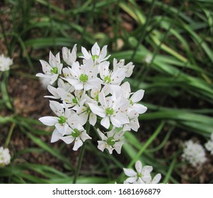 878 Naples garlic Images, Stock Photos & Vectors | Shutterstock