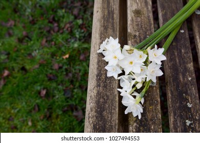 White narcissi on a weathered wooden garden bench, copy space on grass below