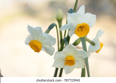 
A White Narcissus