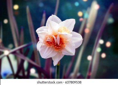 White Narcissus Flower Blossoming On A Spring Day. Single Flower Close Up