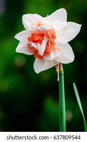 White Narcissus Flower Blossoming On A Spring Day. Single Flower Close Up