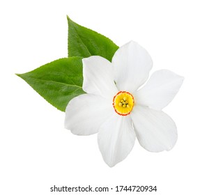 White Narcissus Flower With Green Leaves Isolated. Item For Decoration, Greeting Cards, Packaging, Scene Creator, Other Design.