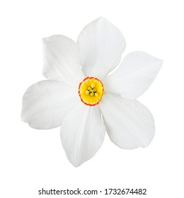 White Narcissus Flower Isolated. Item For Decoration, Greeting Cards, Packaging, Scene Creator, Other Design.