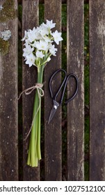 White narcissus flowers tied with garden twine, next to traditional florist scissors on a rustic wooden bench