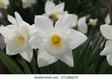 White Narcissus- In Greek Mythology, Narcissus Was The Hunter Who Was Known For His Beauty. 