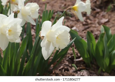 White Narcissus- In Greek Mythology, Narcissus Was The Hunter Who Was Known For His Beauty. 