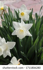 White Narcissus- In Greek Mythology, Narcissus Was The Hunter Who Was Known For His Beauty. 