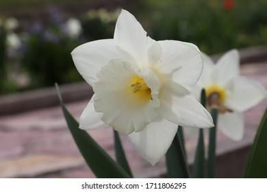 White Narcissus- In Greek Mythology, Narcissus Was The Hunter Who Was Known For His Beauty. 