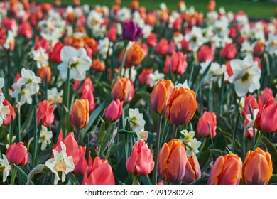 White narcissus stand out in a field of red yellow tulips