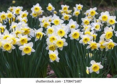 White narcissus with a yellow core bloom in the garden in April. A large field of narcissus. Spring white and yellow flowers.