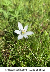 White Native Wildflower Blooming In The Sun In Suburban Grass. Northeastern United States.