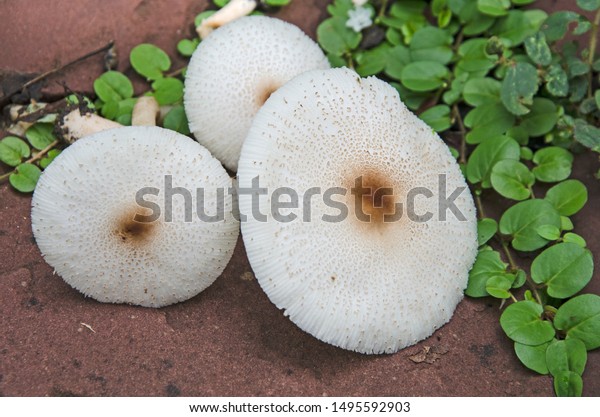 White Nature Mushroom Grow Garden Stock Photo Edit Now 1495592903