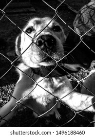 A White And Needy Dog Asking For Some Cuddles Throught The Fences During Feed Time