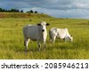 pasture cattle