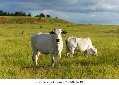 white Nelore cattle in the pasture