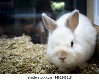 244 Dutch dwarf rabbit Images, Stock Photos & Vectors | Shutterstock