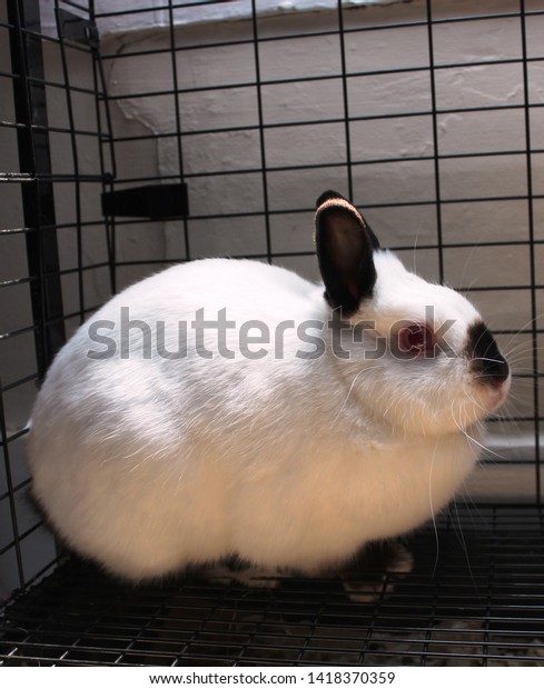 White Netherlands Dwarf Bunny Rabbit Red Stock Photo Edit Now 1418370359