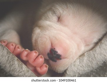 White New Born Puppy Sleep. 