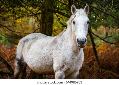 White New Forest Pony In Forest During Autumn, UK