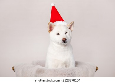 White New Year Christmas Shiba Inu Shikoku Hokkaido Dog