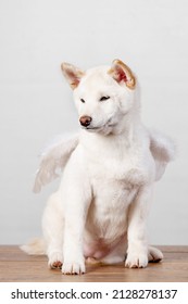 White New Year Christmas Shiba Inu Shikoku Hokkaido Dog