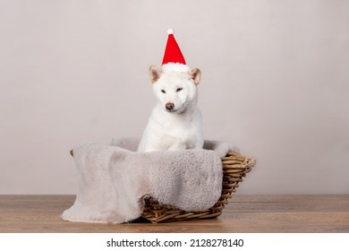 White New Year Christmas Shiba Inu Shikoku Hokkaido Dog