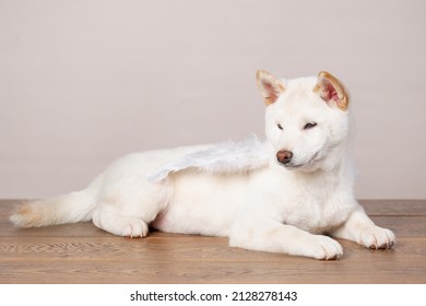 White New Year Christmas Shiba Inu Shikoku Hokkaido Dog