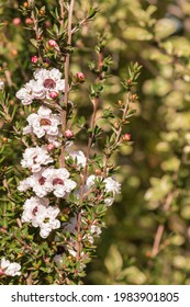 white New Zealand tea tree bush flowers in bloom with blurred background and copy space - Shutterstock ID 1983901805