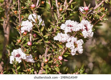 white New Zealand teatree bush with flowers in bloom and blurred background - Shutterstock ID 1989614549