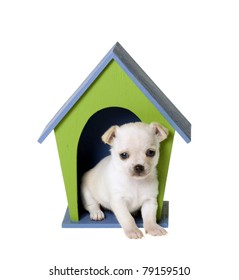 White Newborn Chihuahua Puppy Inside Of A Blue And Green Wooden Dog House, Isolated Over A White Background