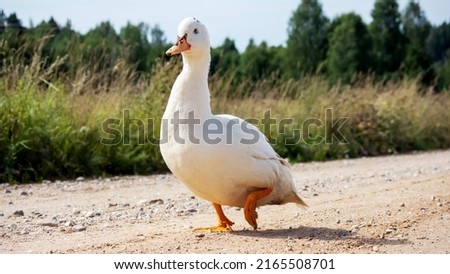 A white, nice, lazy duck with blue eyes walks along a bouldery dirt road in the warm sun Stockfoto © 