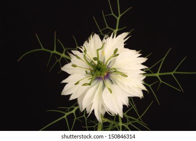 White Nigella Flower