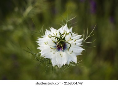 White Nigella Flower Head Isolated