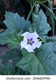 White Night Blooming Moonflower Vine